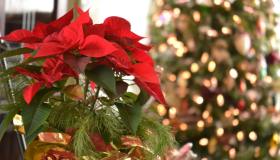 Stella di Natale, come mantenerla e cosa fare dopo la fioritura