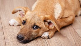 Fido non trattiene più la pipì? Parliamo di incontinenza nel cane anziano