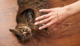 gatto mano graffiata