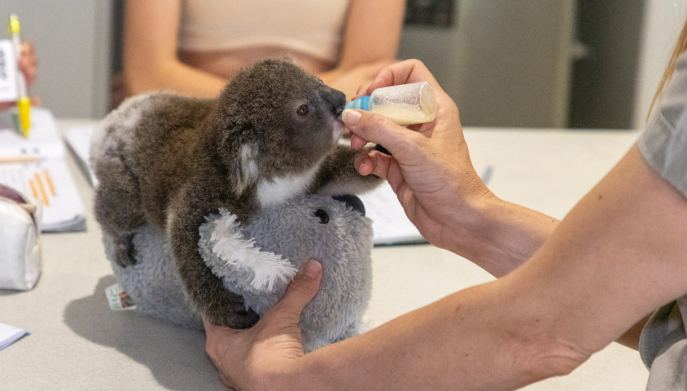 Il piccolo koala Albert curato da Hayley Shute