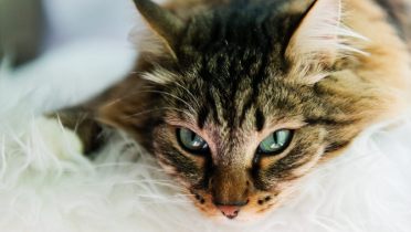 Gatti: consigli e approfondimenti per la cura del tuo micio