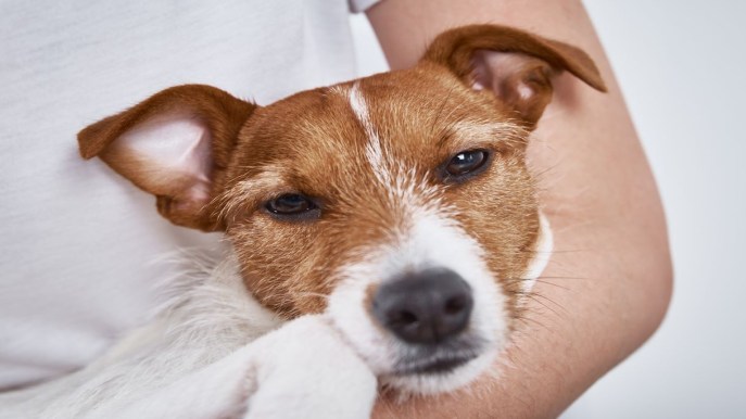 Prevenire e trattare il cimurro nei cani: ecco cosa devi sapere