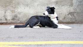 Finisce in ospedale dopo un incidente, il cane l’aspetta per giorni. Poi si ritrovano