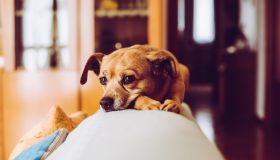 Piometra, una patologia pericolosa per le cagnoline non sterilizzate