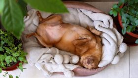 Il tuo cane è stitico? Ecco le possibili cause e tutti i rimedi per aiutarlo