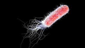 pseudomonas