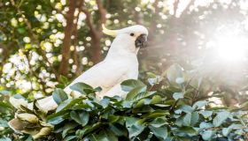 Scopriamo i pappagalli Cacatua: tutti i consigli per una convivenza serena