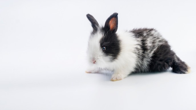 Alla scoperta del coniglio Olandese nano, un compagno ideale per grandi e piccini