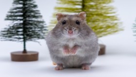 Come accogliere un criceto russo in famiglia: caratteristiche e necessità