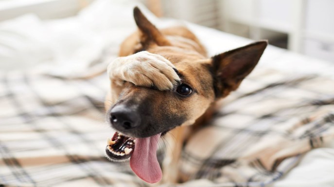 Cosa fare se il tuo cane soffre di crisi epilettiche