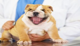 Comprendere al meglio la gastroenterite nel cane