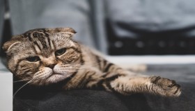Comprendere e gestire l’insufficienza renale nel gatto