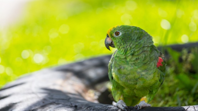 Come accogliere un pappagallo Amazzone in famiglia: caratteristiche e necessità