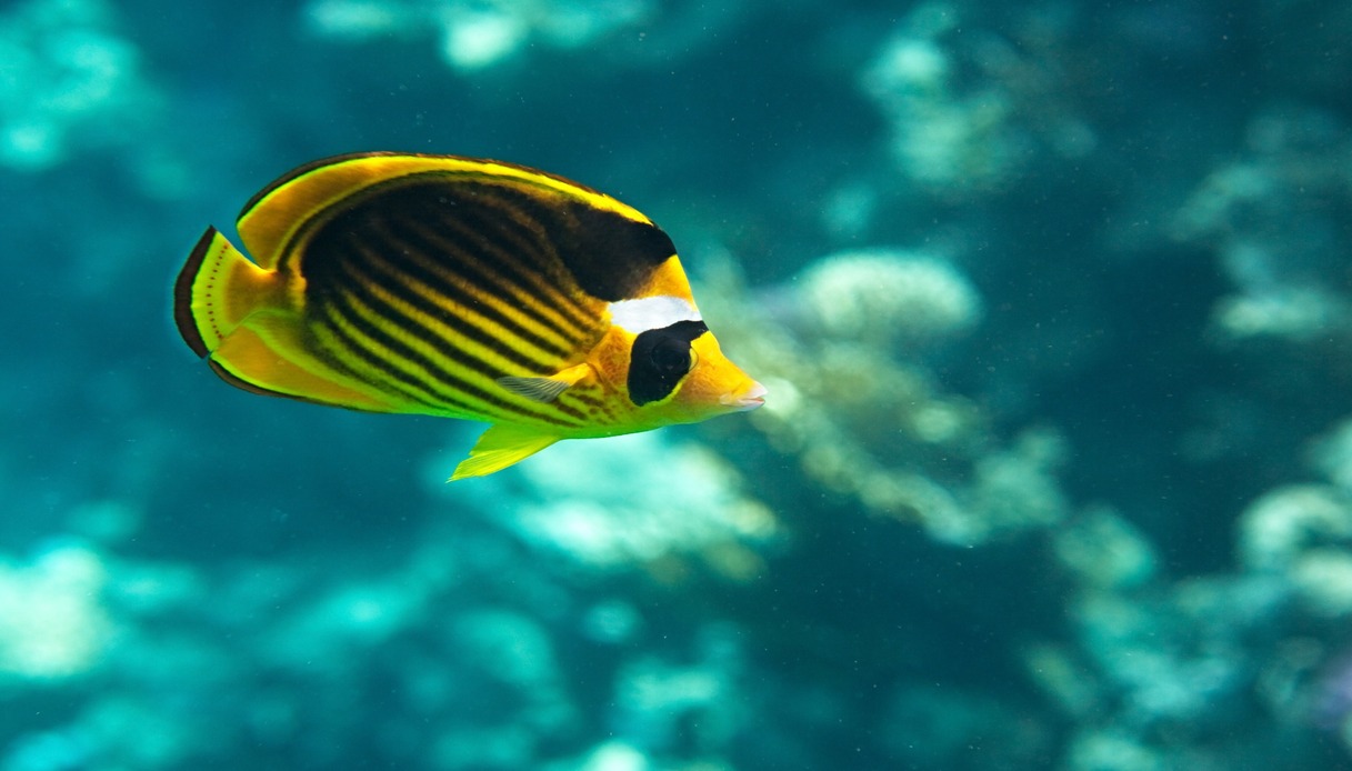 Le rocce vive, cuore dell'acquario di barriera 