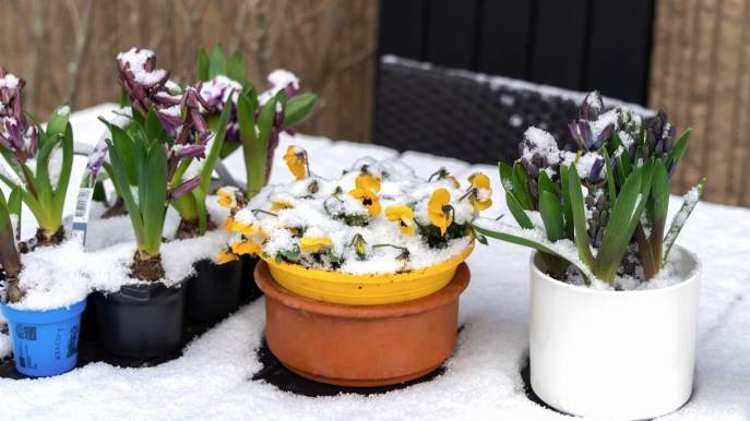 Quanto innaffiare le piante in inverno e quando gela