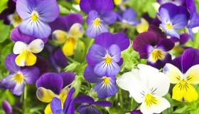 Viole in vaso: quanto durano e come curarle