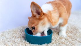 La dieta casalinga per il cane: un’opzione per il suo benessere