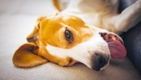 Vomito nel cane: quando preoccuparsi e come aiutarlo a superare il disagio