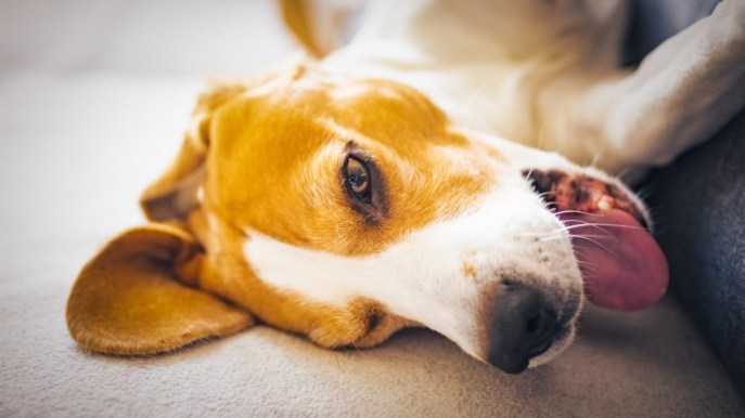 Vomito nel cane: quando preoccuparsi e come aiutarlo a superare il disagio