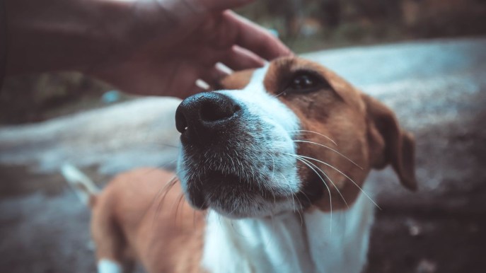 Pulci nel cane: cosa sapere per sconfiggerle, dalla prevenzione ai rimedi più efficaci