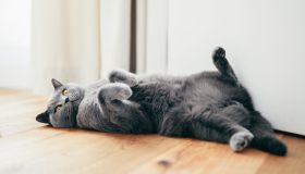 Tutto quello che devi sapere per gestire una gatta in calore