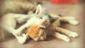 Come funzionano i feromoni del gatto: tutto sulla comunicazione olfattiva felina