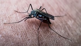 Chikungunya, Dengue, febbre del Nilo, perché bisogna fare attenzione