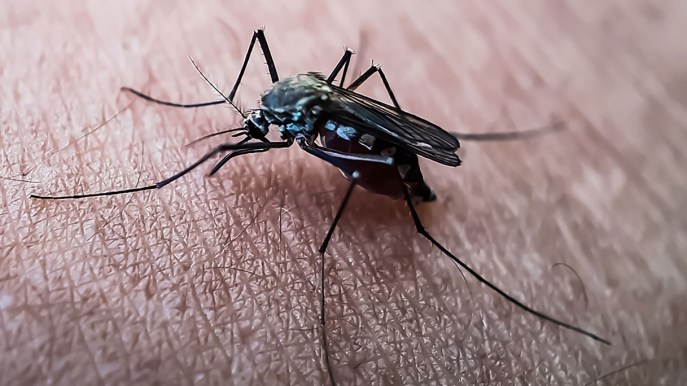 Chikungunya, Dengue, febbre del Nilo, perché bisogna fare attenzione