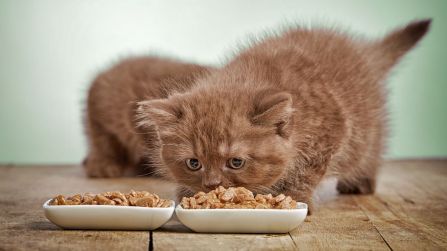 Delizie gastronomiche per il tuo gatto