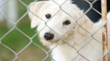 Kennel e recinzioni per cani: cosa sapere