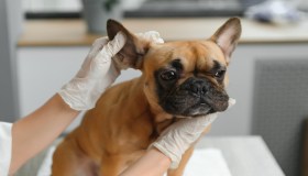 Riconoscere e curare l’otite nel cane