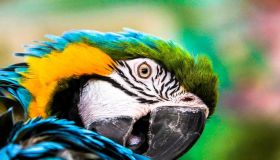 Alla scoperta del pappagallo Ara: come allevare queste maestose creature