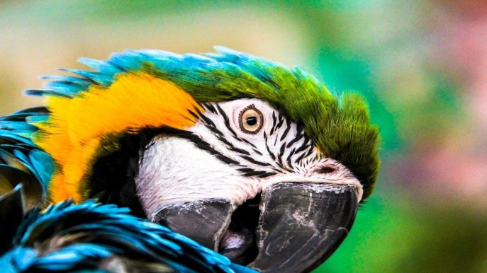 Alla scoperta del pappagallo Ara: come allevare queste maestose creature