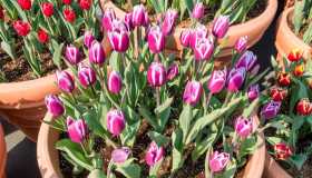 Tulipani in vaso, come farli durare di più e quanta acqua ci vuole