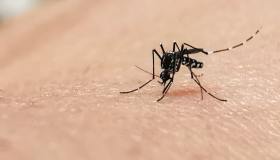 Che cos’è il morbo di Keystone, la malattia trasmessa dalla zanzara Aedes atlanticus