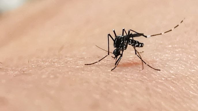 Che cos’è il morbo di Keystone, la malattia trasmessa dalla zanzara Aedes atlanticus