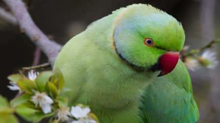 Alla scoperta del pappagallo parrocchetto: un mondo di colore e vivacità
