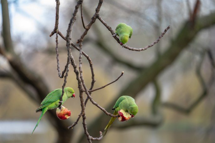 Caratteristiche del pappagallo parrocchetto