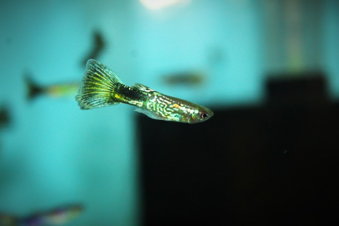 Pesce Guppy acquario