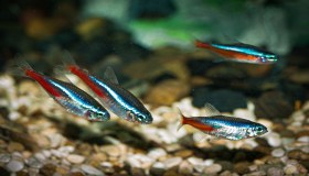 Dal Rio delle Amazzoni al tuo acquario: alla scoperta del Pesce neon