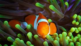 Alla scoperta di Nemo: tutto sul Pesce pagliaccio, tra colori vivaci e anemoni
