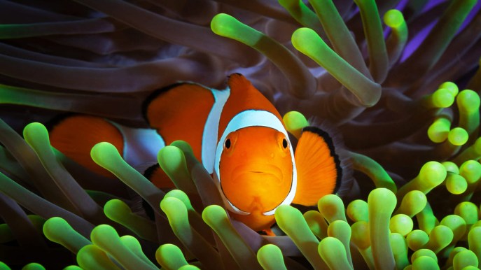 Alla scoperta di Nemo: tutto sul Pesce pagliaccio, tra colori vivaci e anemoni