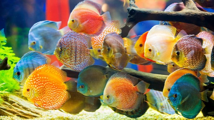 Guida ai pesci più colorati per il tuo acquario d’acqua dolce
