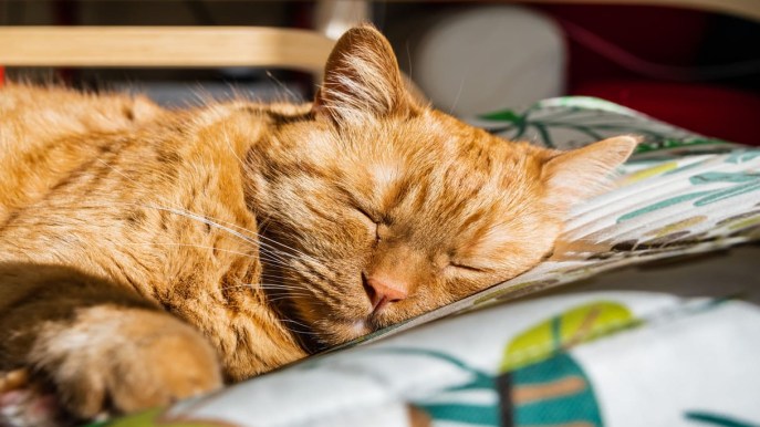 Quanto dorme un gatto: la guida sul sonno del tuo amico felino