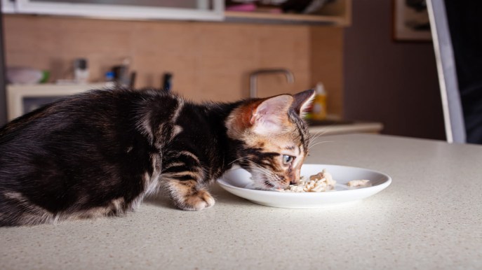 Quanto mangia un gatto di 5 mesi? Una guida per capire il tuo cucciolo