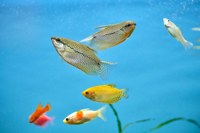 Tipologie pesci acqua dolce