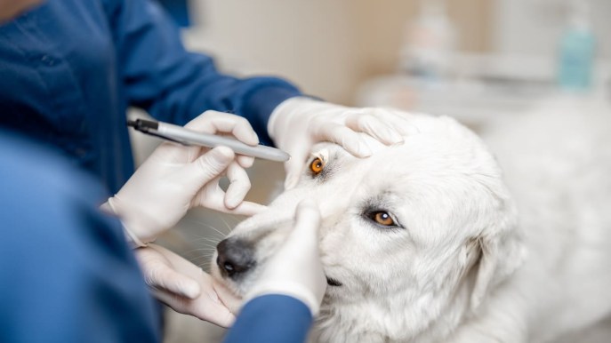 Uveite nel cane: breve guida per prenderti cura dei suoi occhioni