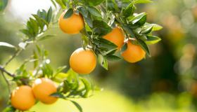 Albero di arancio in vaso, come curarlo e quanto tempo ci vuole per farlo crescere