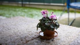 Come proteggere le piante dalla grandine, sul balcone o nell’orto