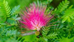 Albizzia, tutte le proprietà di questa pianta